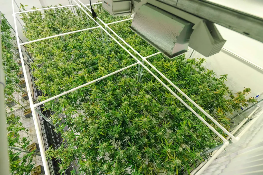 A high-angle photo of a greenhouse growing cannabis.